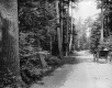 Carriage on road through pine forest, Shelburne Farms