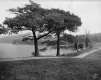 Trees along shore, Shelburne Farms