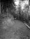 Carriage on Forest Road, Shelburne Farms