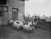 Sheep at Shelburne Farms