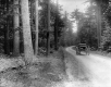 Wagon on forest road, Shelburne Farms
