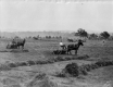 Harvesting crops at Shelburne Farms