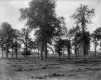 Hay in Elm Swamp