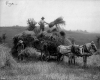 Harvesting hay or rye at Shelburne Farms