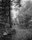 Carriage on Forest Road, Shelburne Farms