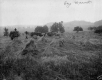 Harvesting hay or rye at Shelburne Farms