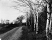 Dirt road with birch trees at Shelburne Farms