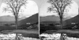 Elm Tree Near Water and a House