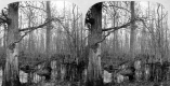 Swamp in Highgate Springs