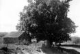 Barn and Tree on Edge of Pasture