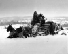 Horses working in the Snow