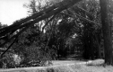 Hurricane Wind Damage