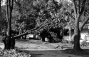 Hurricane Wind Damage