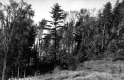Hurricane Wind Damage in the forest