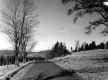 Dirt Road Lined with Pasture and Trees