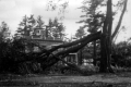 Blodgett's on South Park; a Tree Broken in Half from High Winds