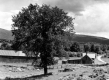 Farm and Tree - The Gibou