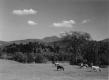 Grazing with Camel's Hump in Distance