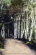Dirt Road Through Birch Stand