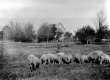 Sheep Rancher and Sheep