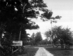 Driveway Bordered by Trees