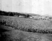 Corn Field on Slope With Farms in Background