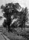 Brookside Farm, South Londonderry