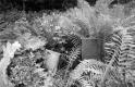 Cemetery and ferns