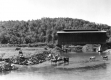 Cows in a River with a Covered Bridge