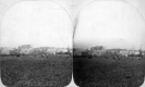 Cows in Field