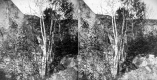 Birches on Willoughby Mount