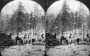 Wood Gathering in the Winter