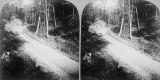 The Road in the Woods