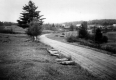 Firewood along Road