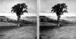 Elm Tree and Fields