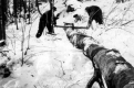 Collecting Firewood in the Forest