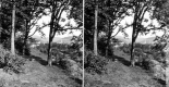 View in Grounds at Underclyffe
