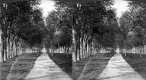 View Inside the Park