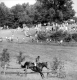 Horse Show