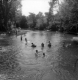 Swimming in the Browns River