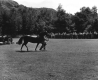 Horse at the Lumberjack Roundup