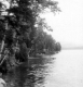 Wooded Shoreline