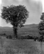 Tree in a meadow