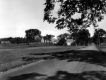 Dirt Road and Elms