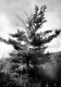 White pine with canker on trunk
