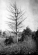 White pine killed by blister rust