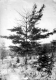 White Pine with Canker