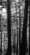 Stand of Trees