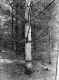 Dead White Pine