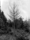 Dead White Pine